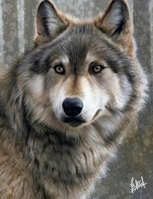 Lone Wolf by Fred Barca