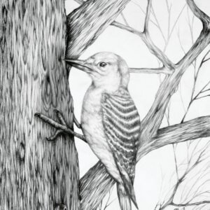 Woodpecker Bird In Tree