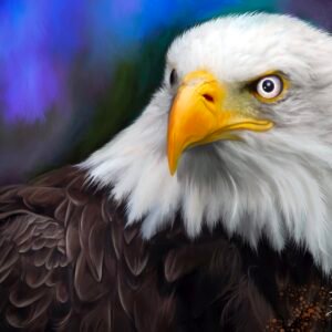 Focused Eagle