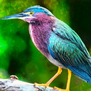 Green Heron
