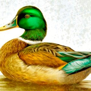 Mallard Duck