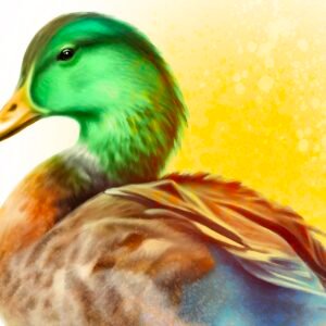 Mallard Duck Closeup