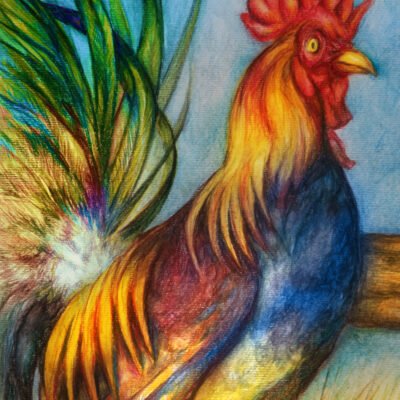 Bird Rooster Watercolor Pencil Print