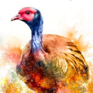 Wild Turkey