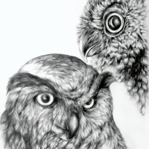 Owls