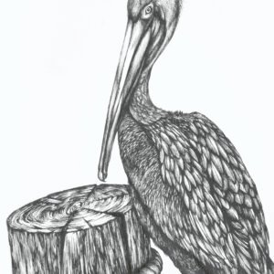 Pelican Bird